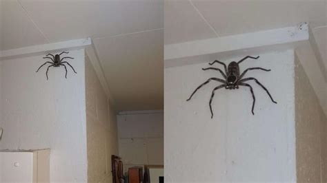 蜘蛛出現在家裡